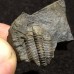 Lobocephalina emmrichi